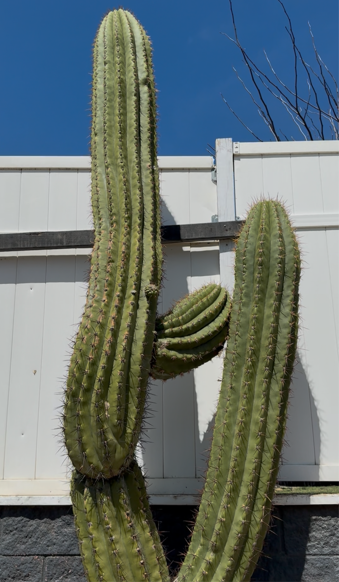 Trichocereus Tersheckii