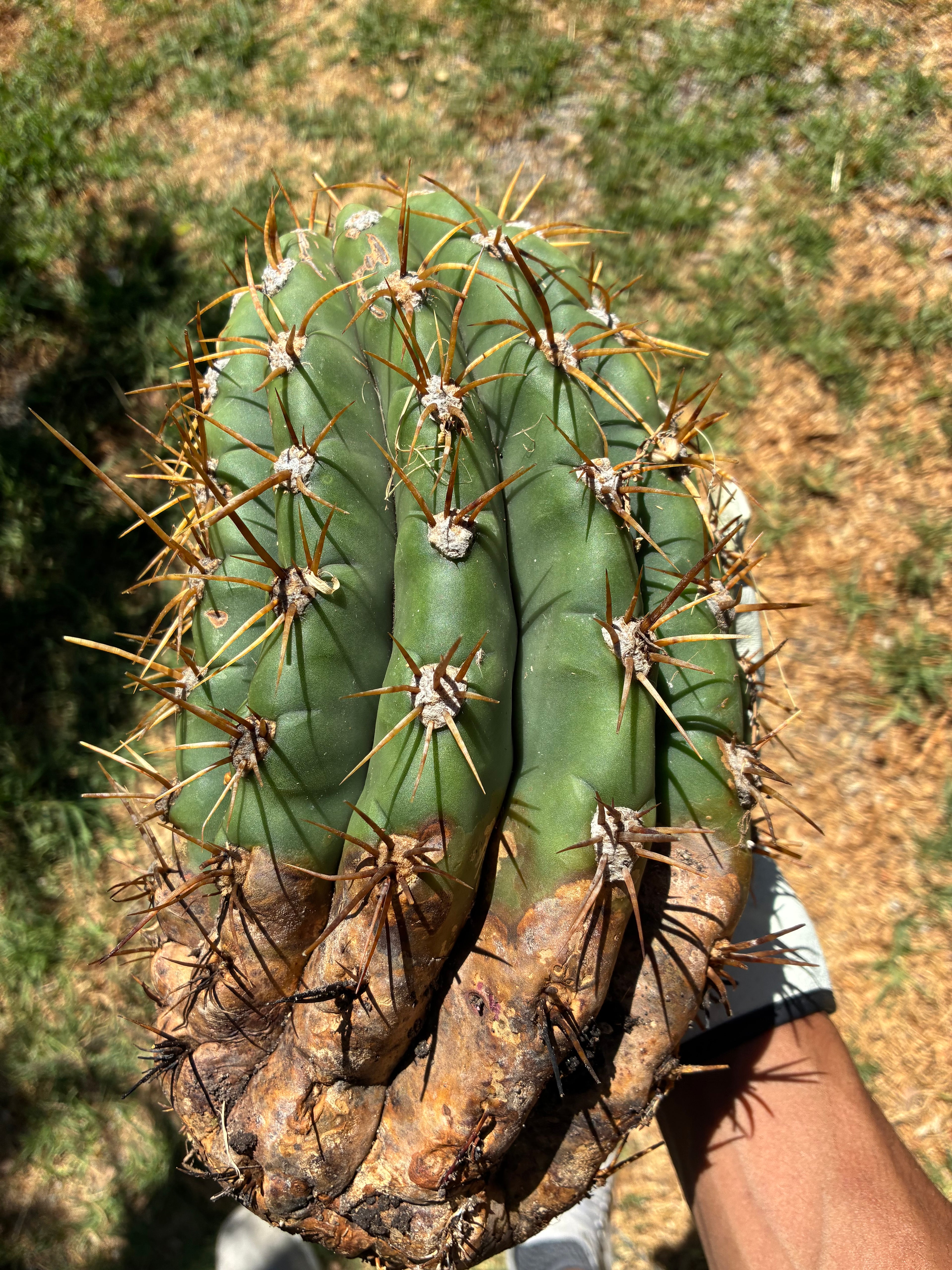 Trichocereus Tersheckii
