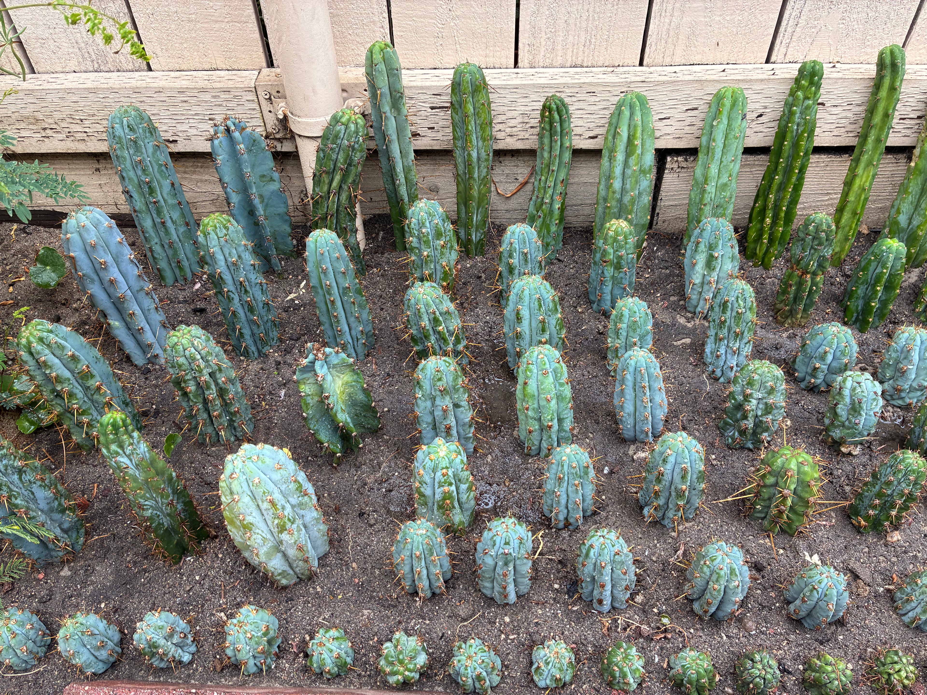 Trichocereus Peruvianus Cv “Armensis”
