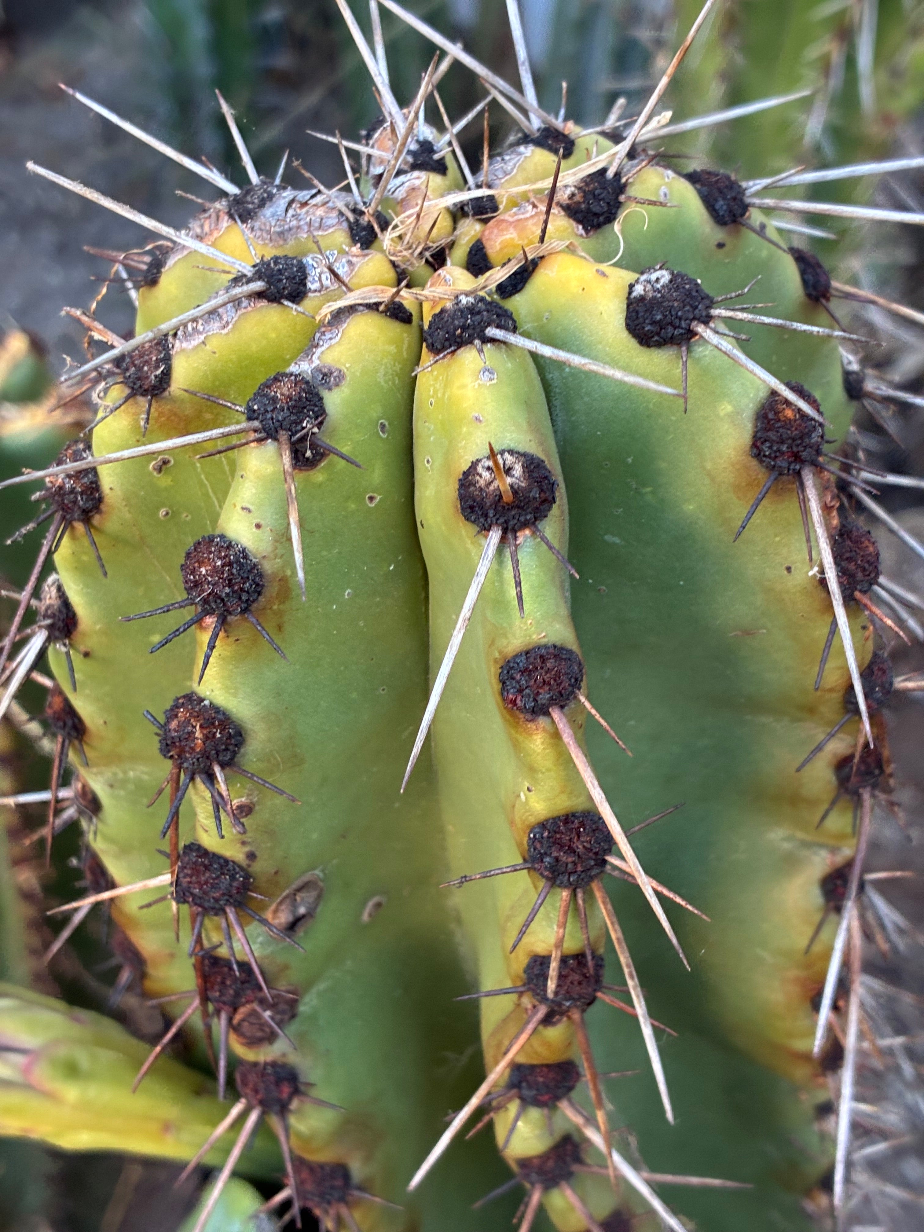 Stenocereus Queretaroensis