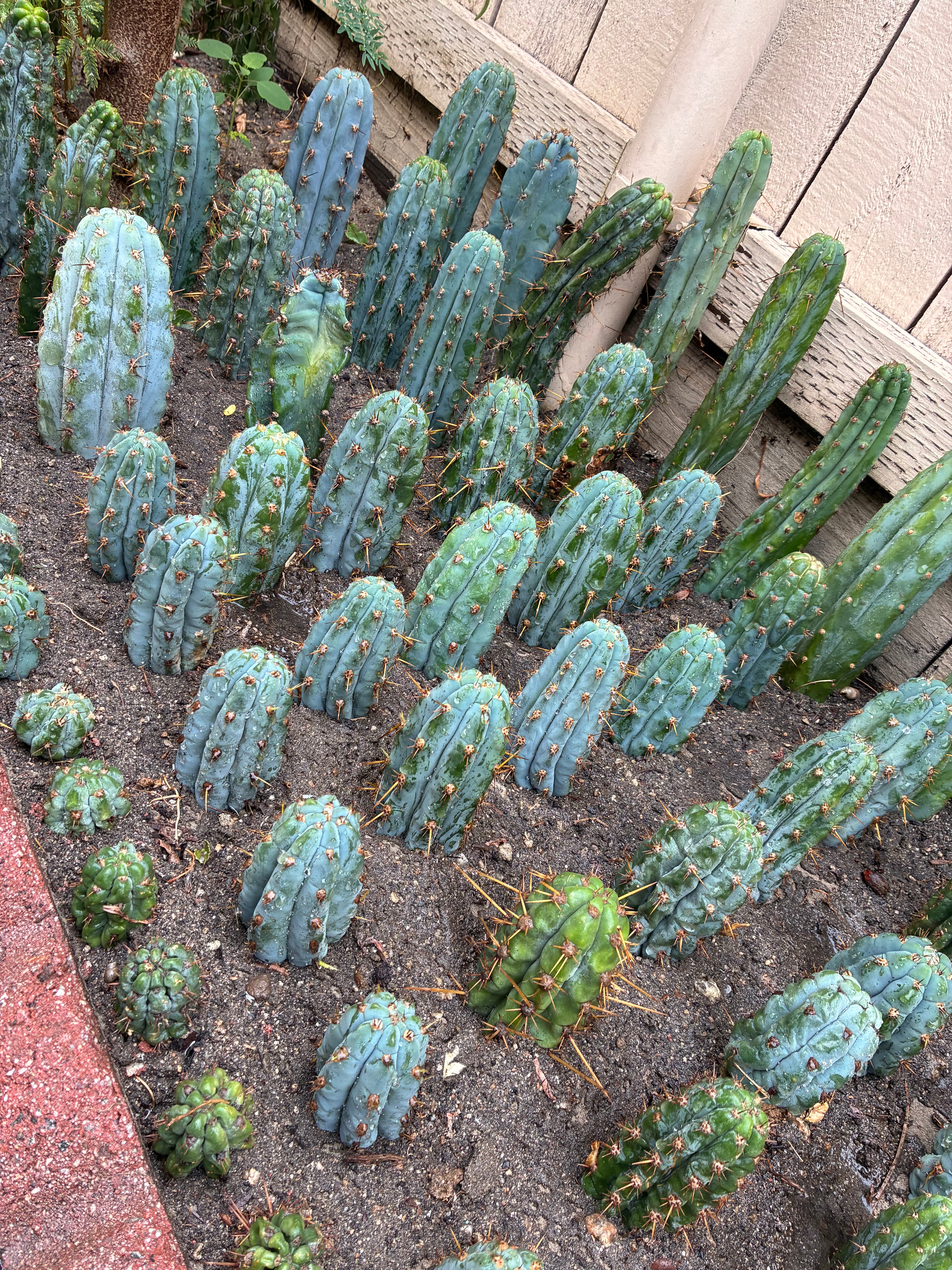 Trichocereus Peruvianus Cv “Armensis”