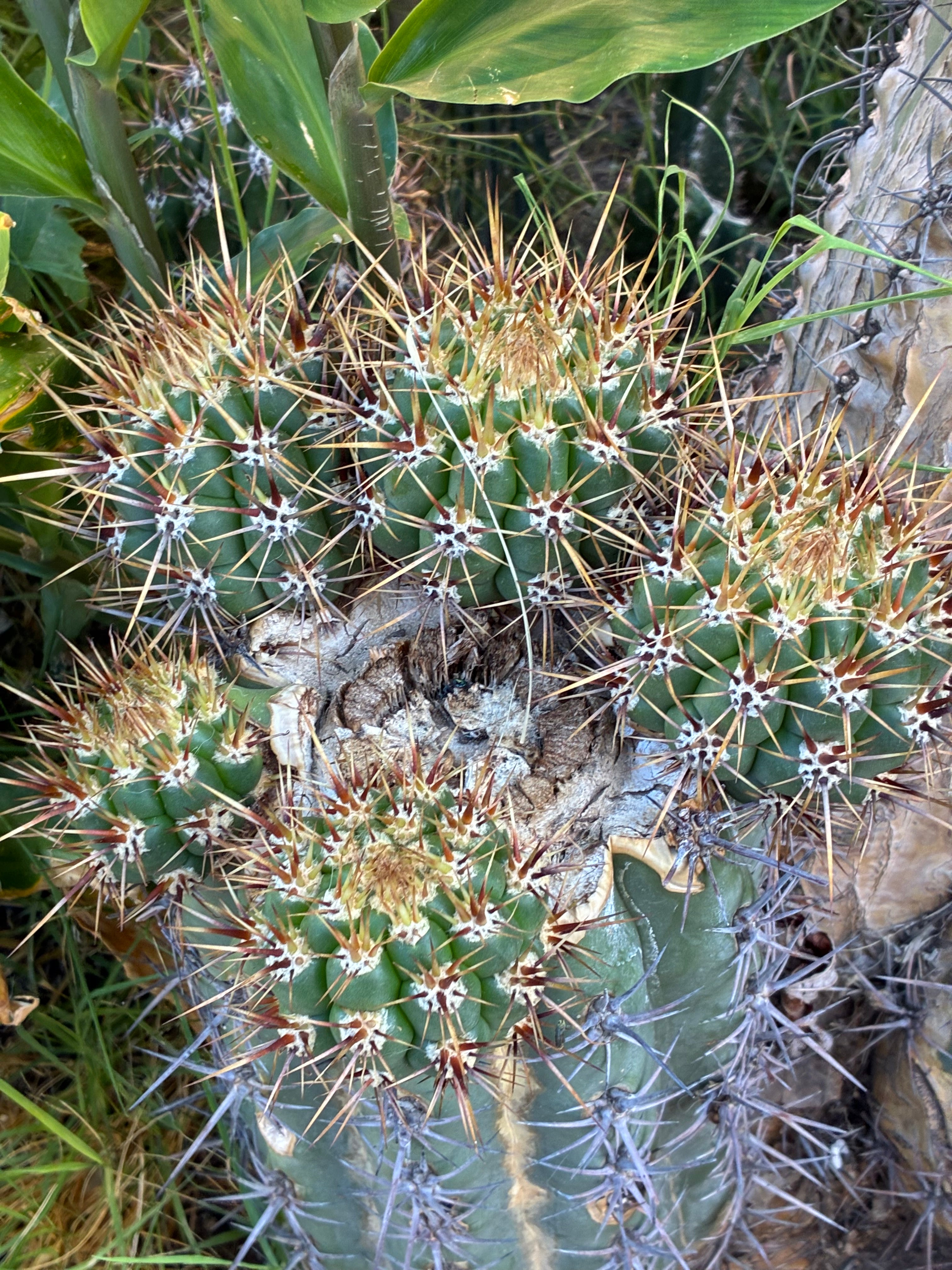 Trichocereus Taquirensis
