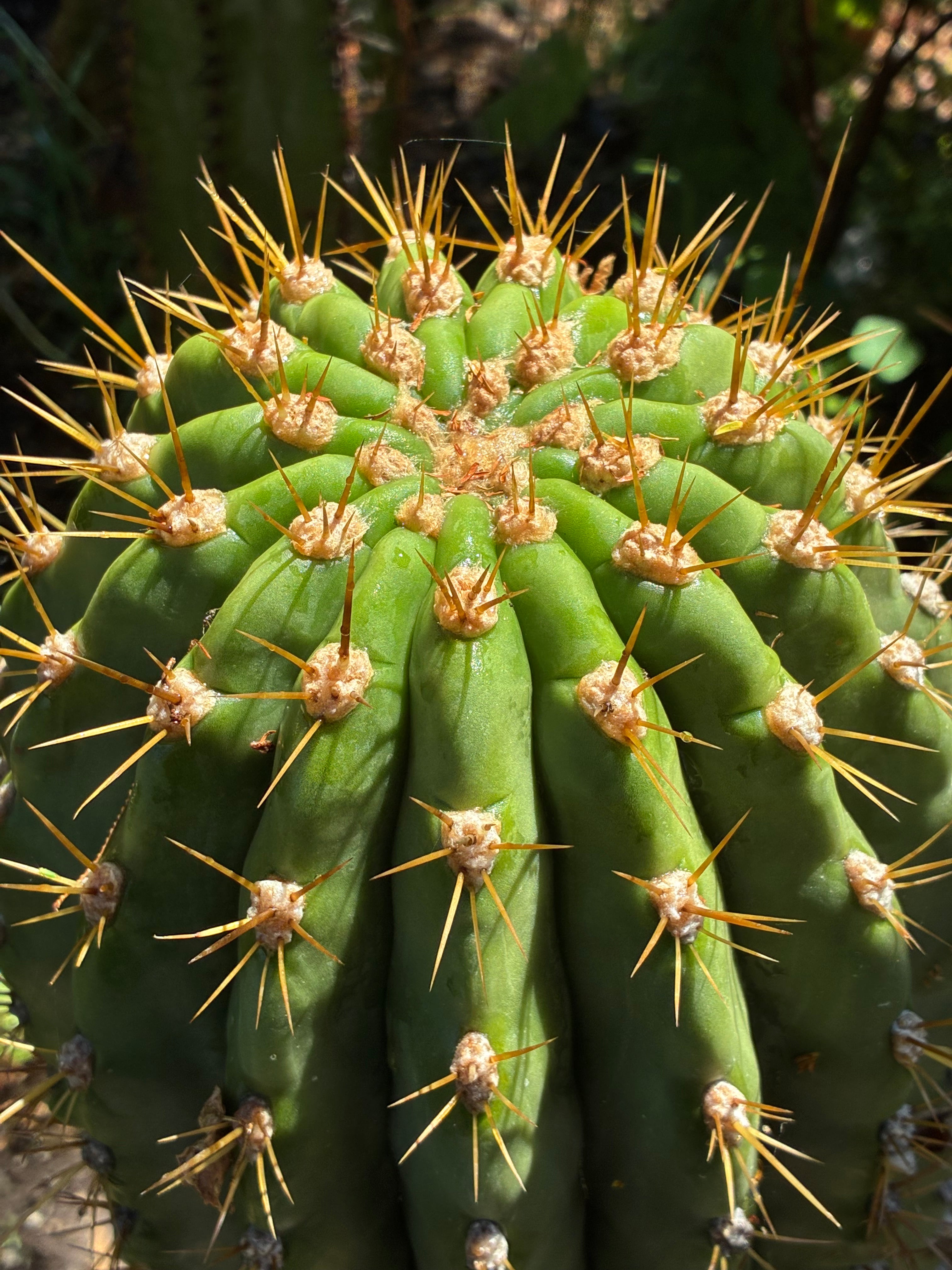 Trichocereus Tersheckii