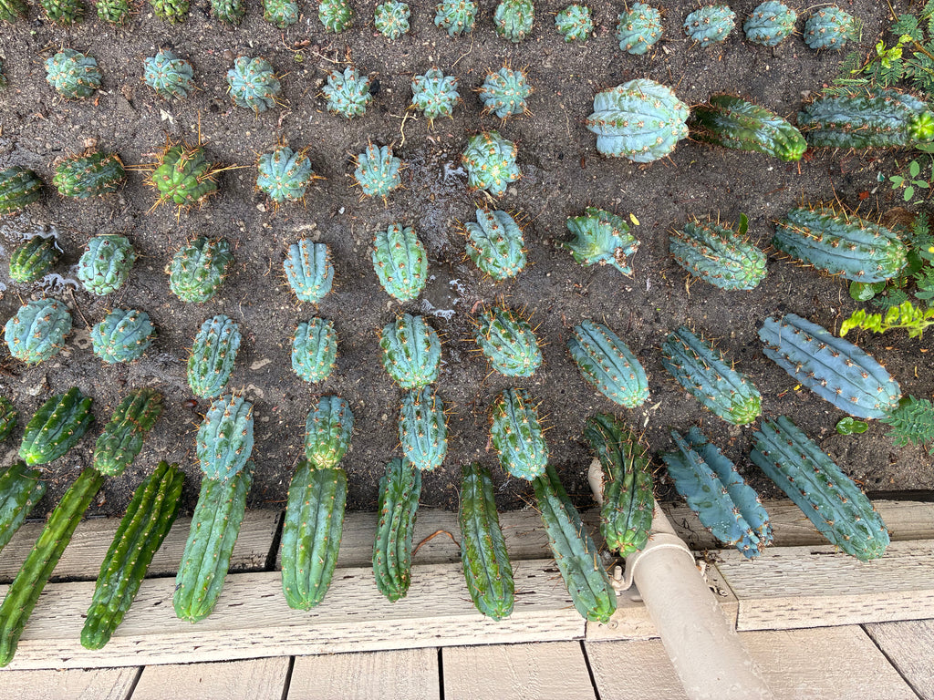 Trichocereus Peruvianus Cv “Armensis”