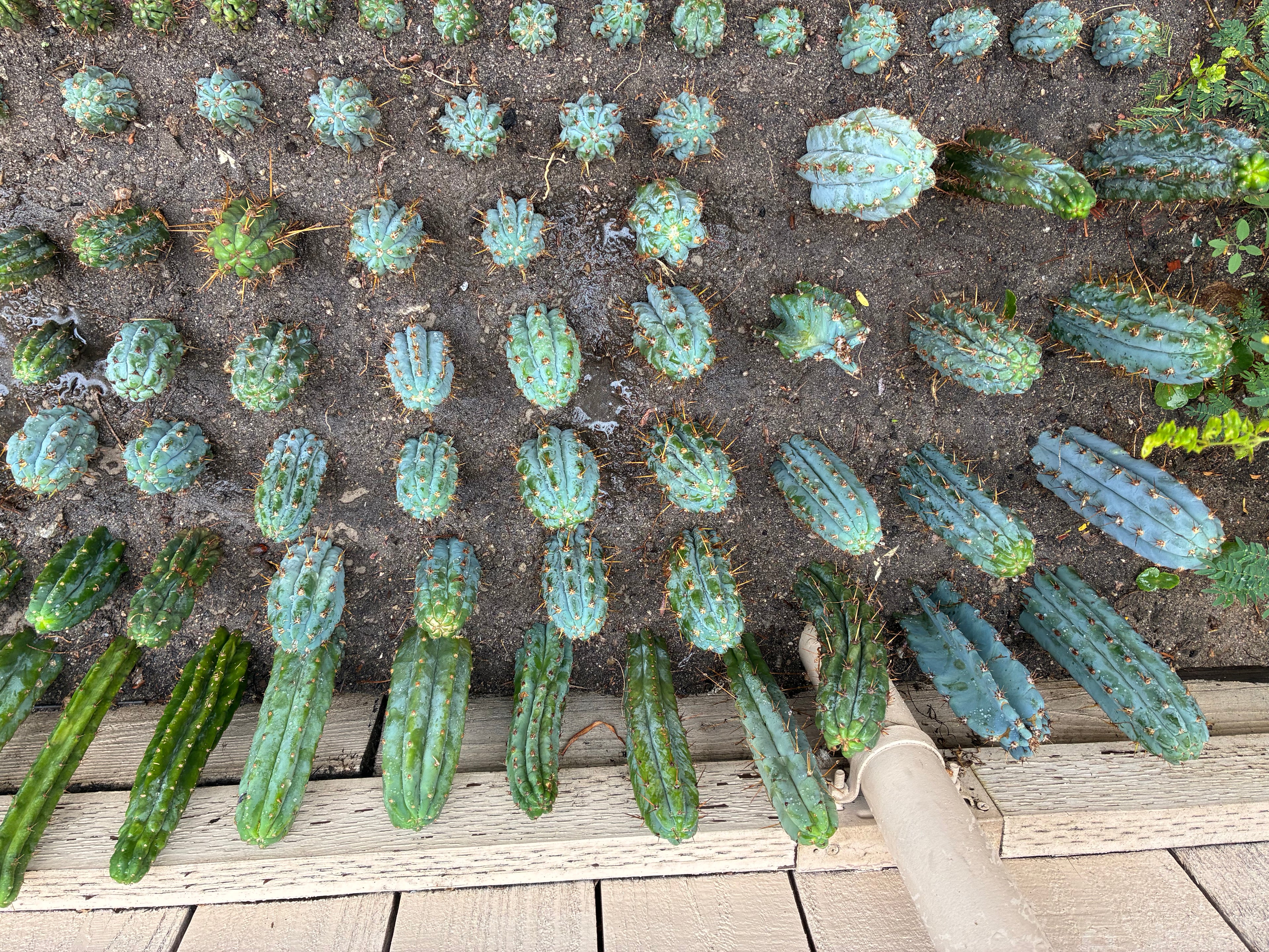 Trichocereus Peruvianus Cv “Armensis”