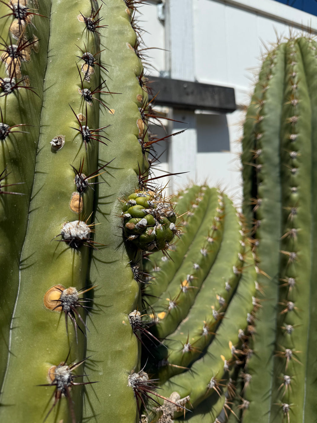 Trichocereus Tersheckii