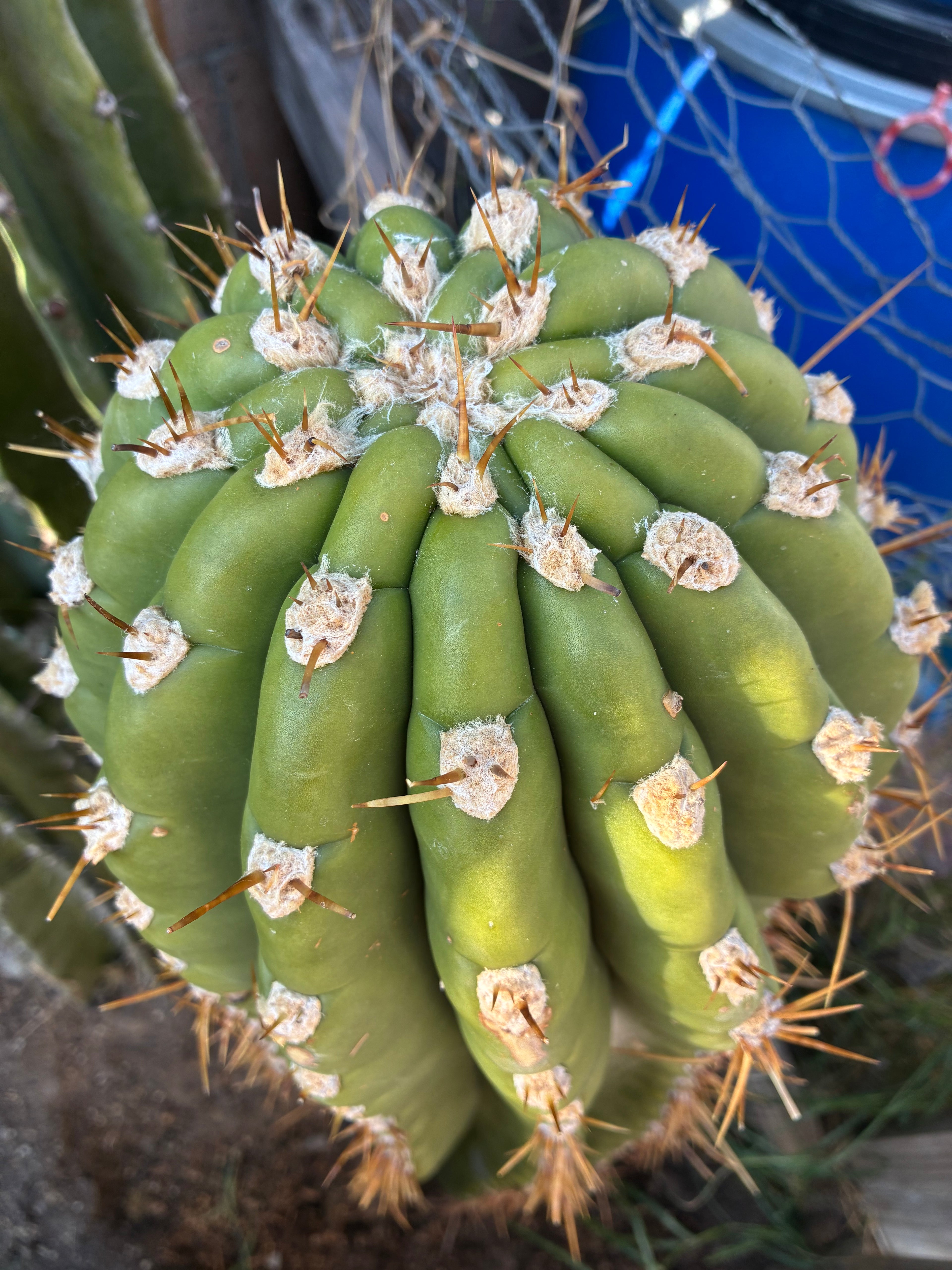 Trichocereus Tersheckii