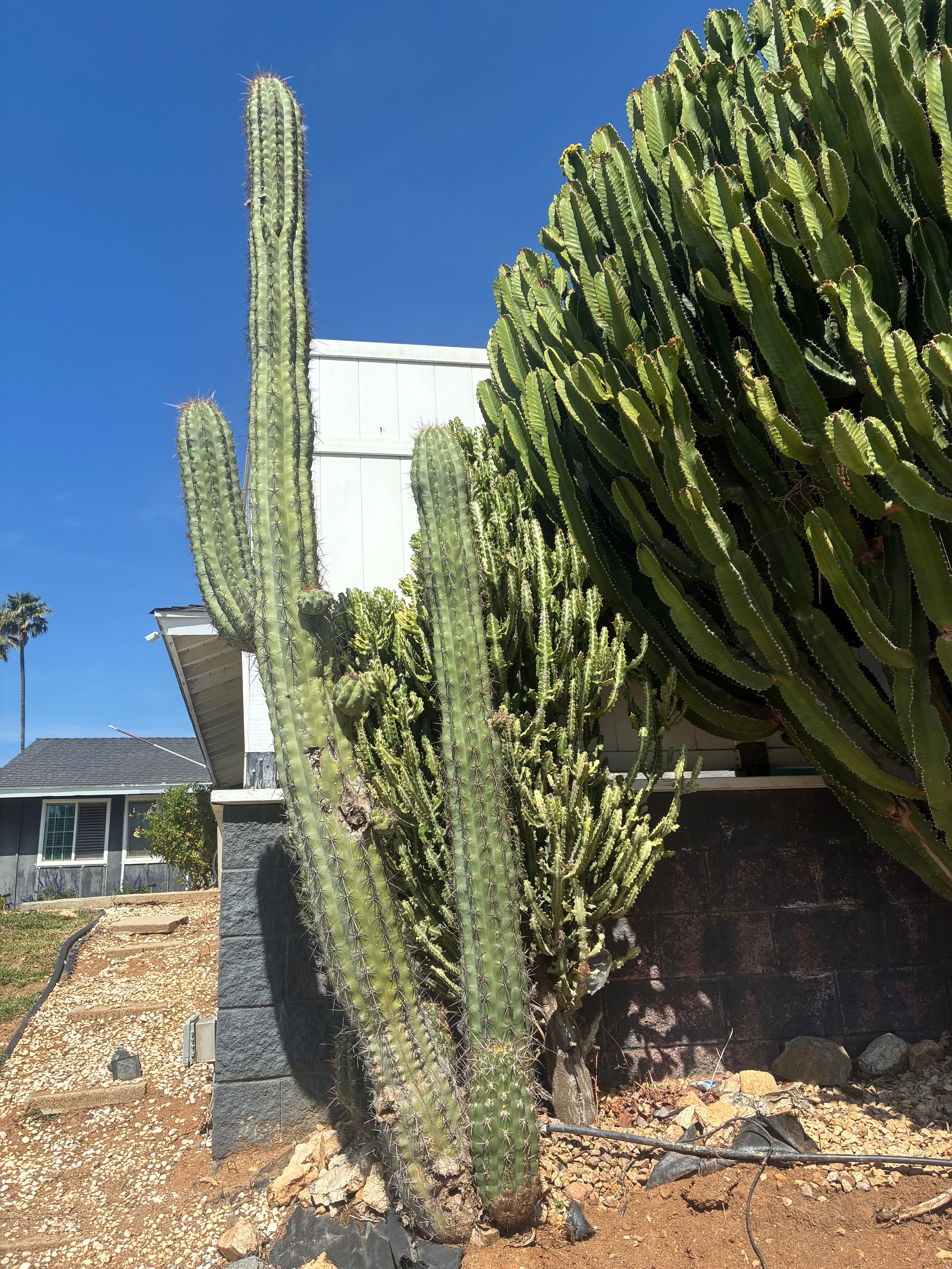 Trichocereus Taquirensis