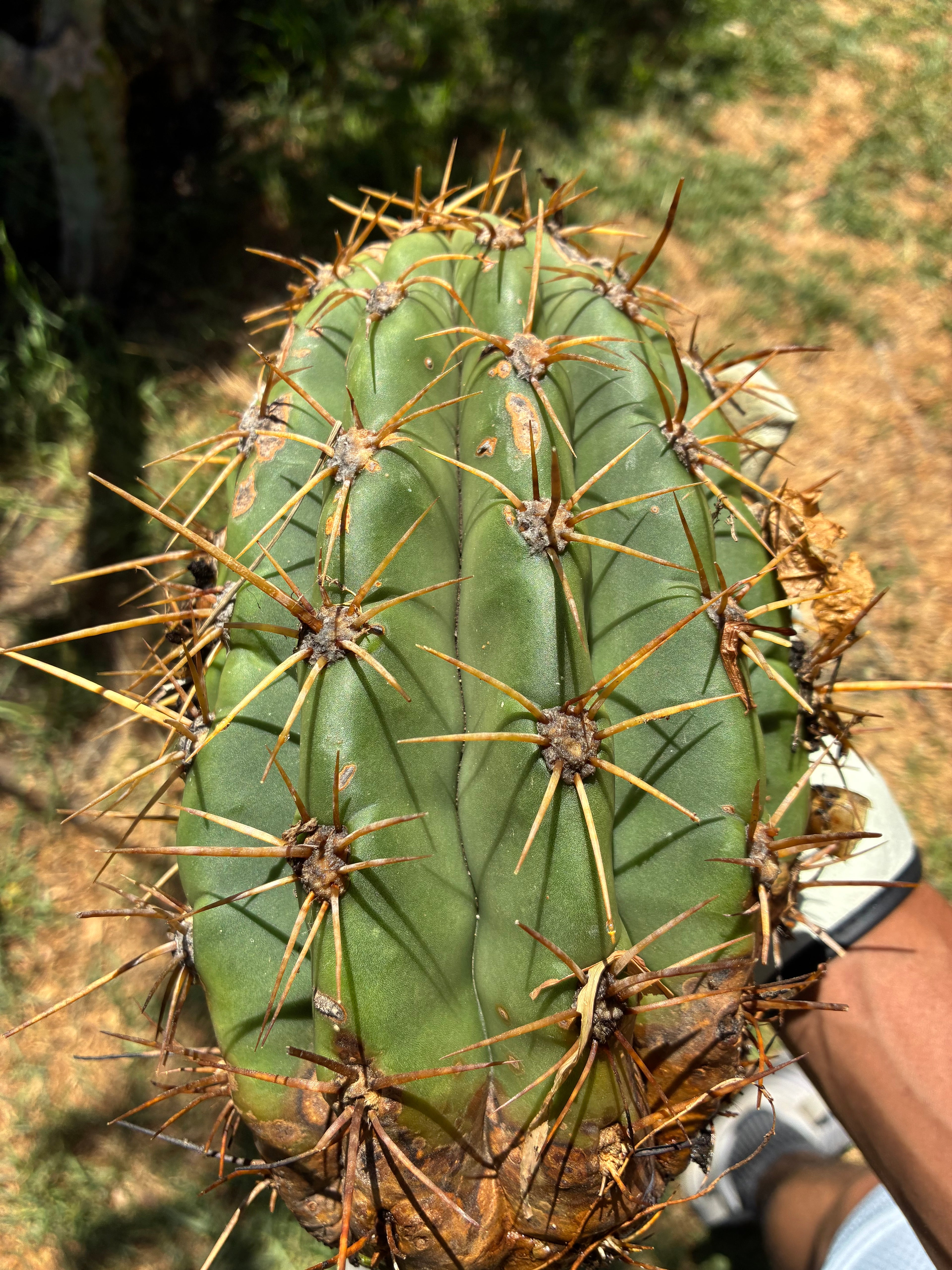 Trichocereus Tersheckii