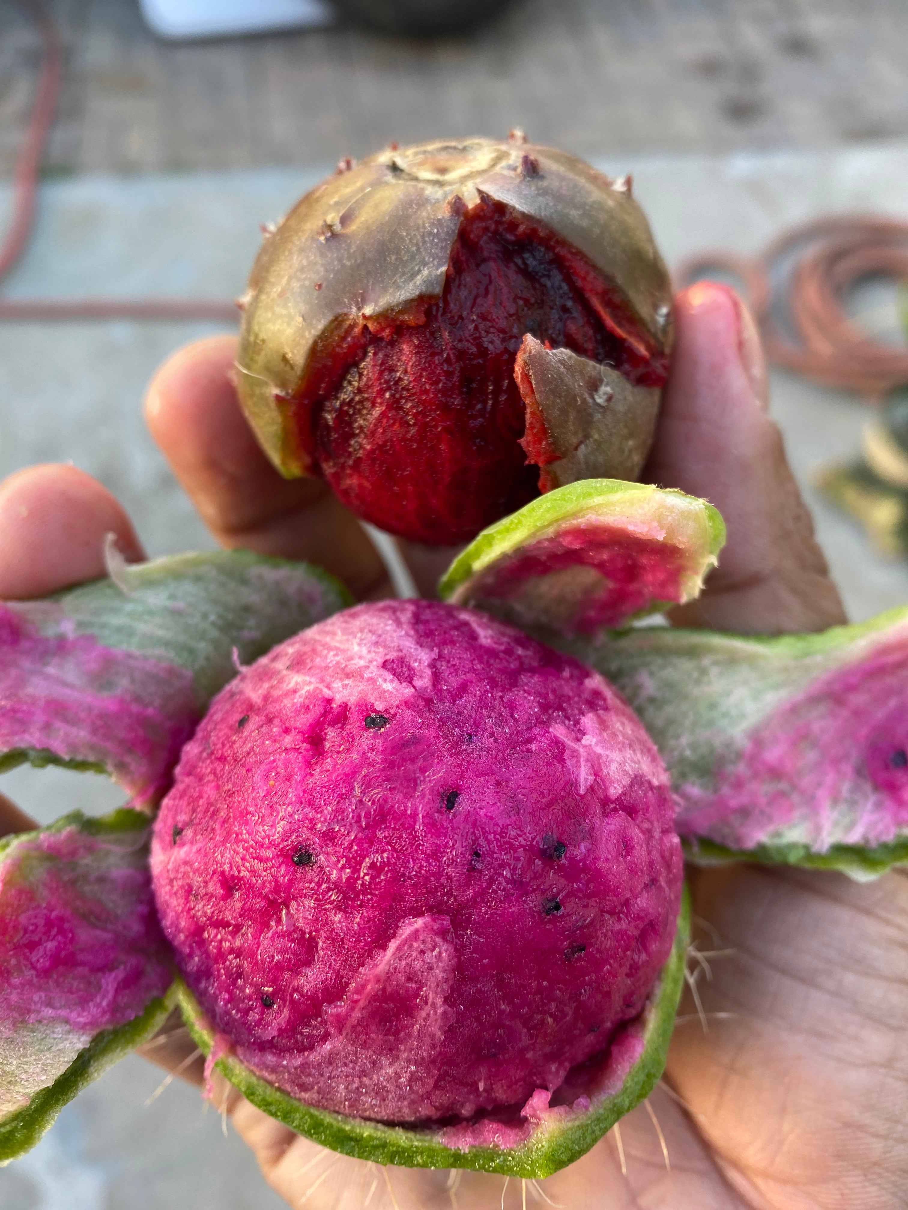 Stenocereus stellatus (Pink)