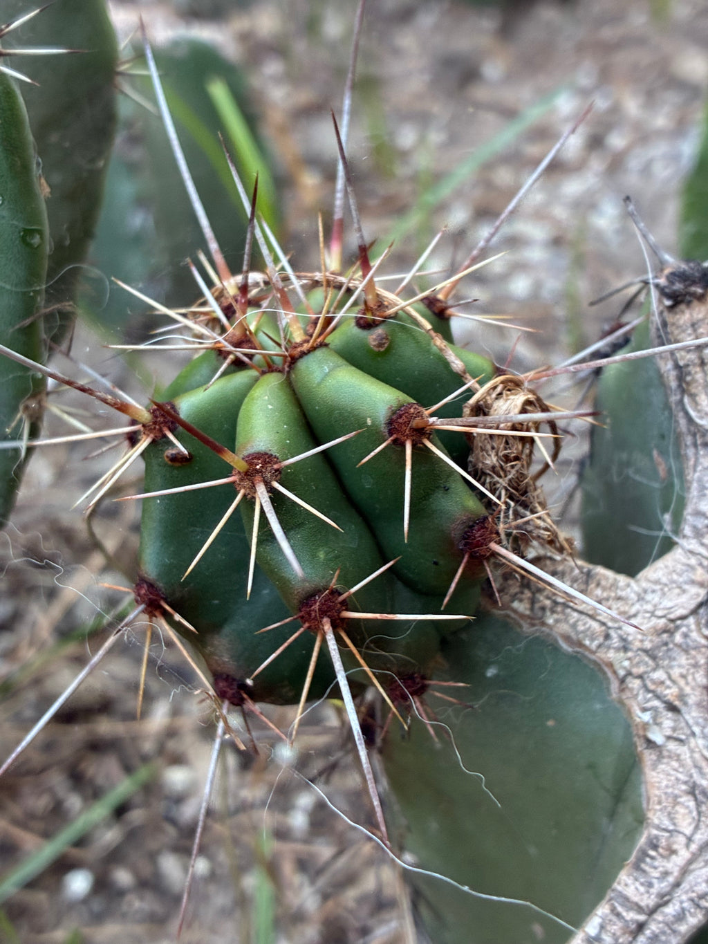 Stenocereus Queretaroensis