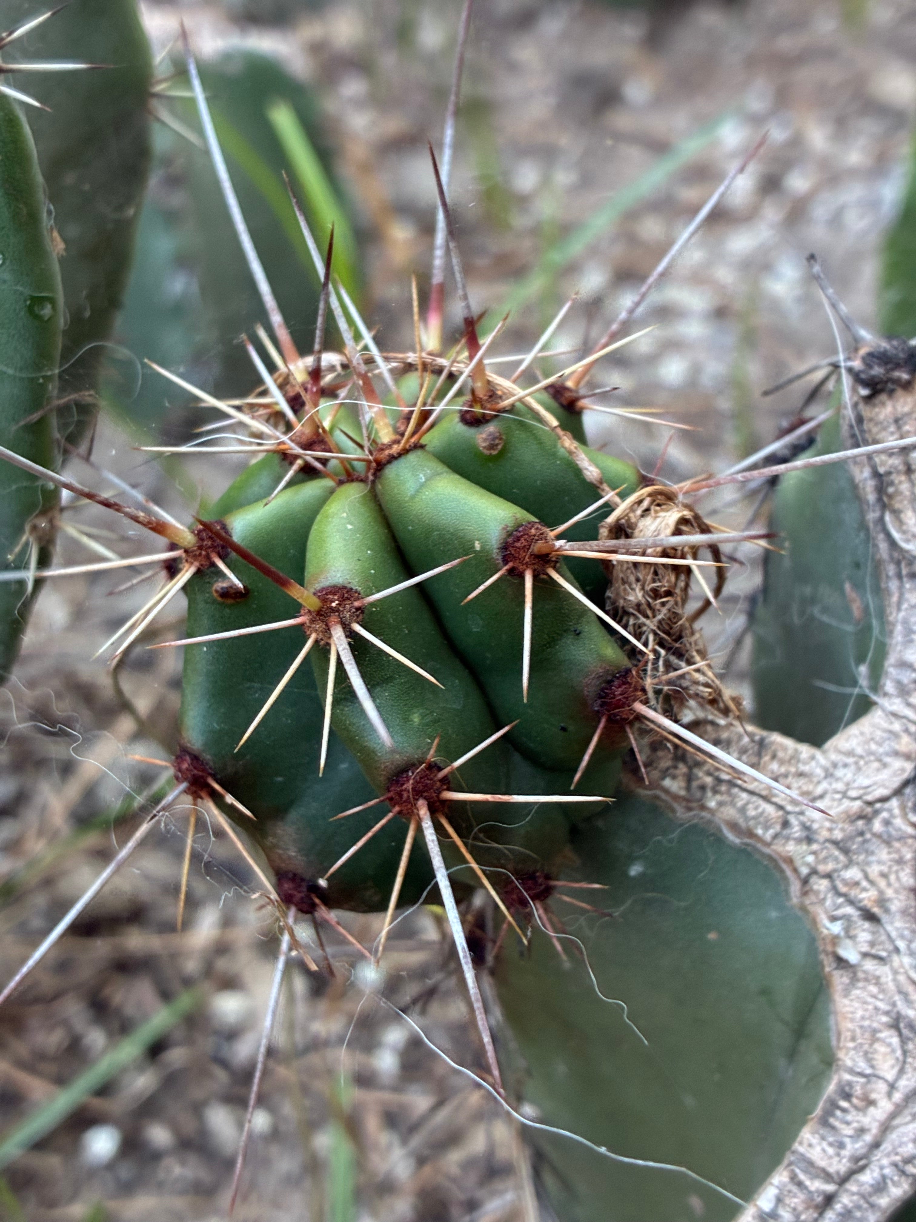 Stenocereus Queretaroensis