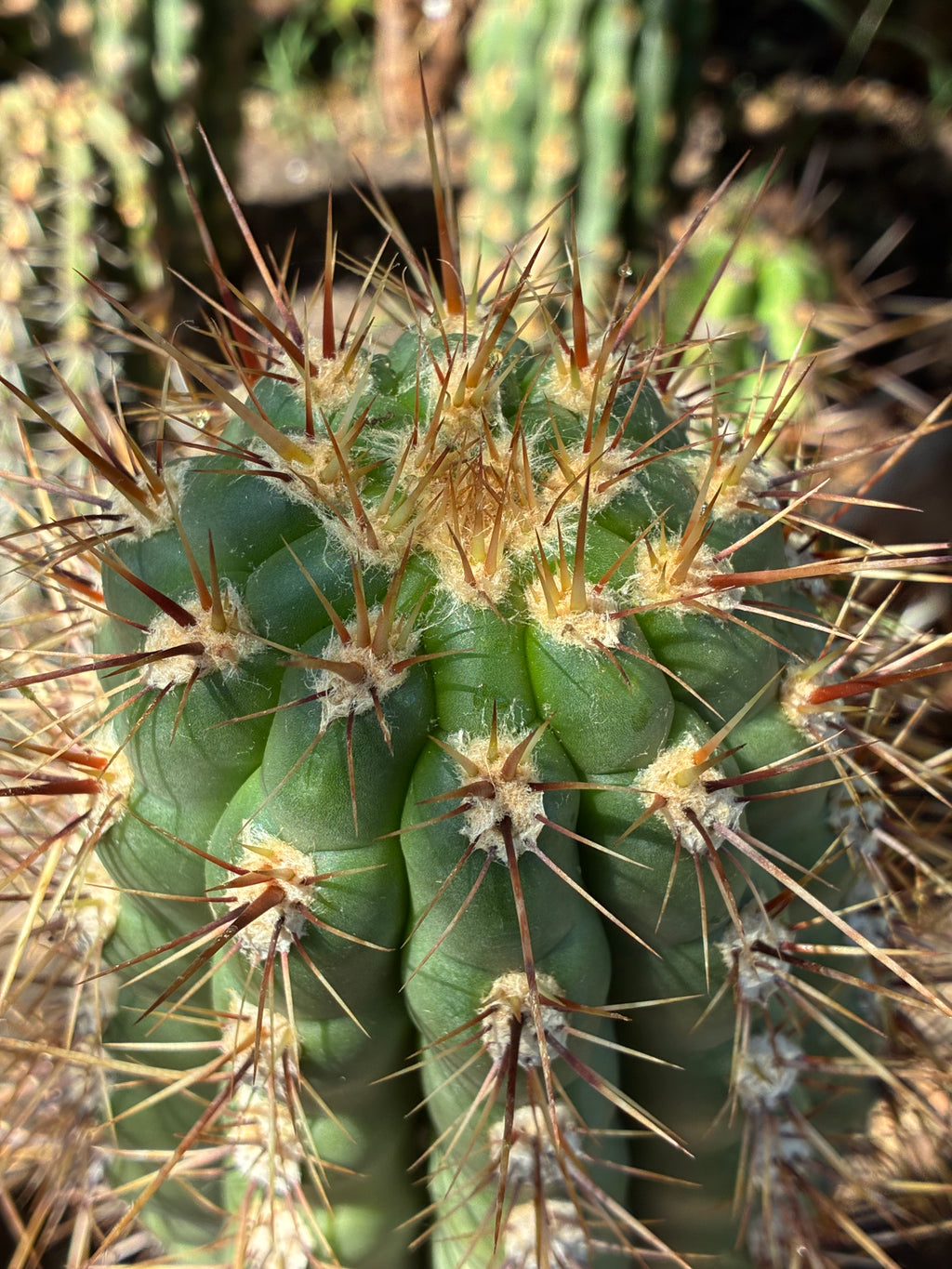 Trichocereus Taquirensis