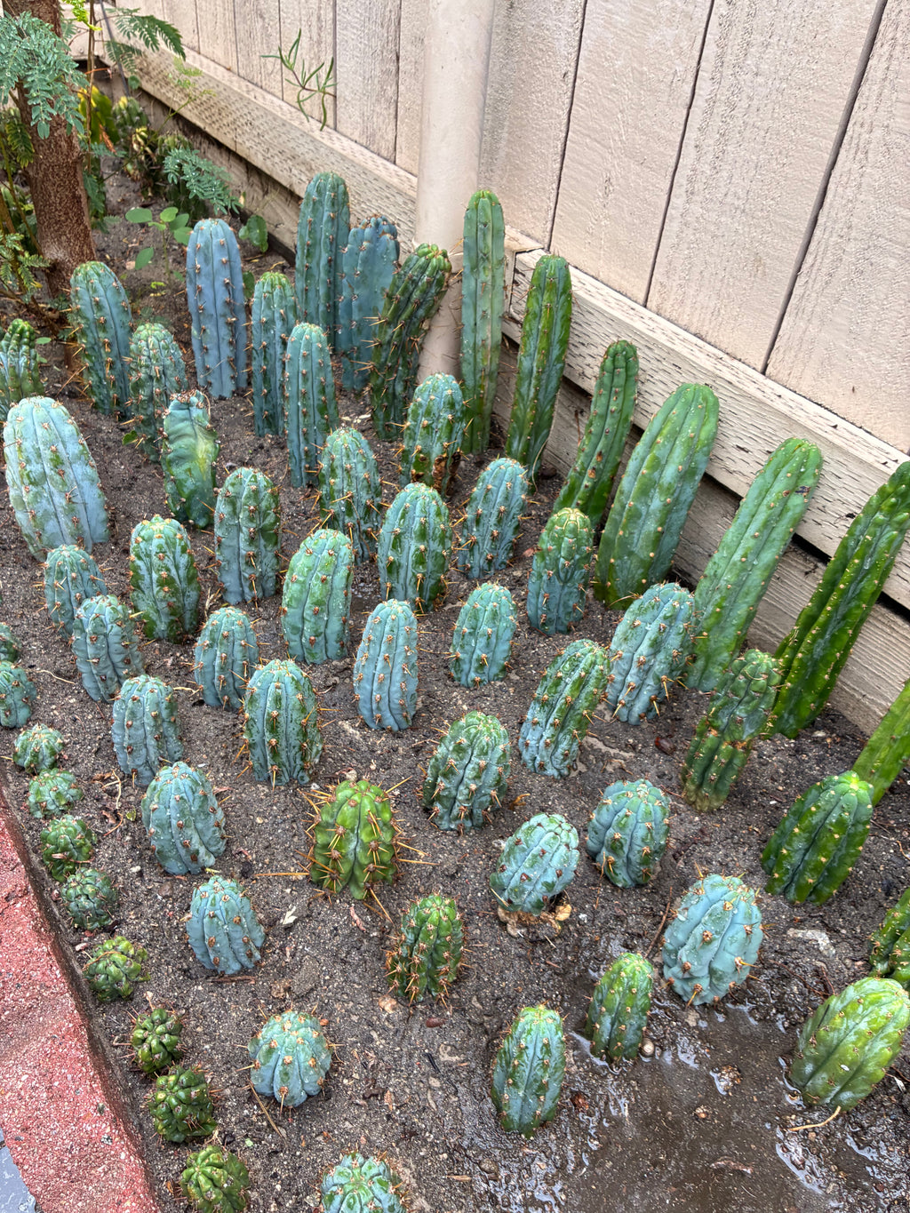 Trichocereus Peruvianus Cv “Armensis”