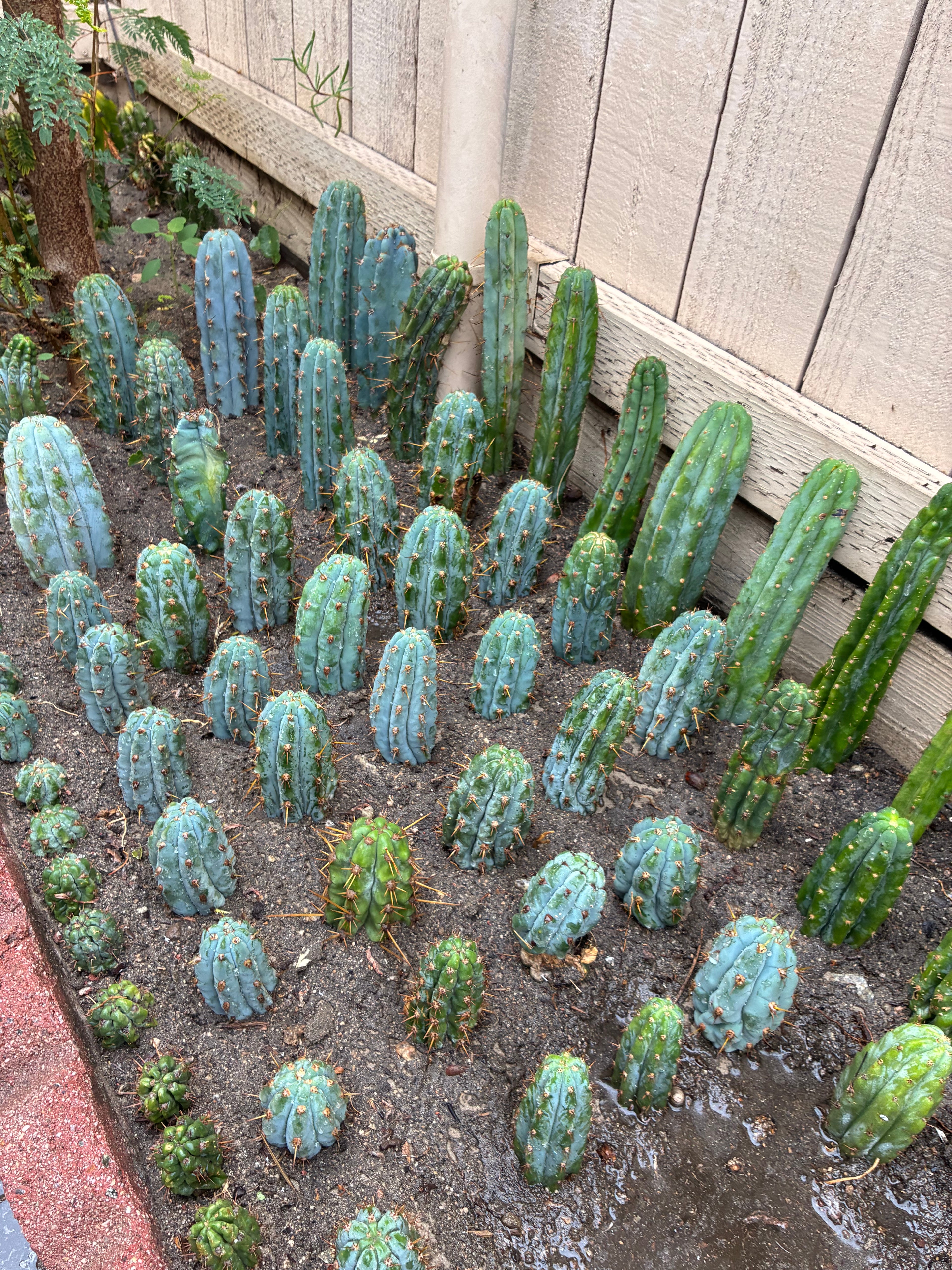 Trichocereus Peruvianus Cv “Armensis”