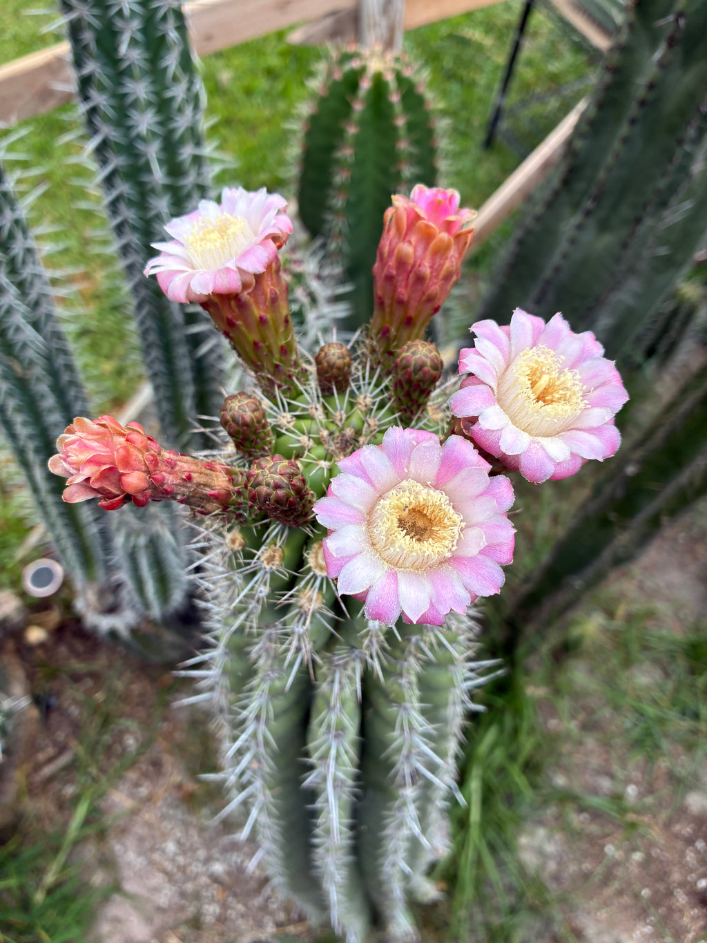 Stenocereus stellatus (Pink)