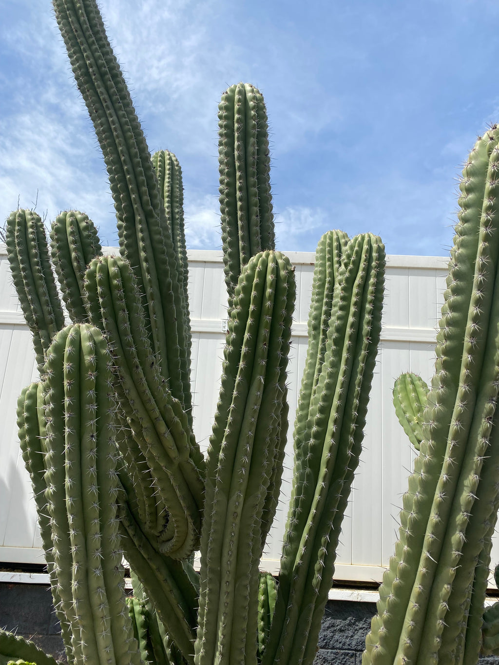 Stenocereus stellatus (Pink)