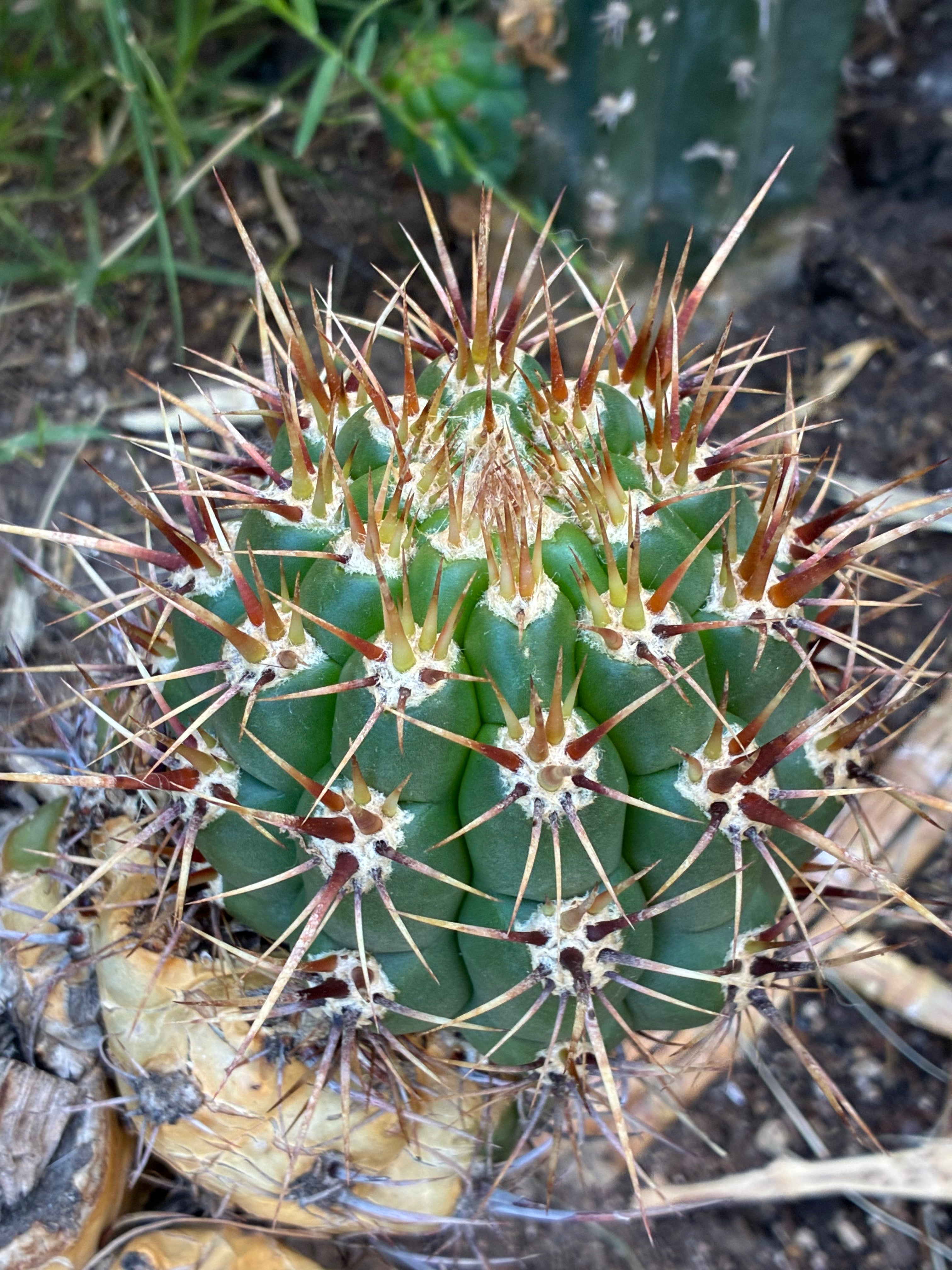 Trichocereus Taquirensis