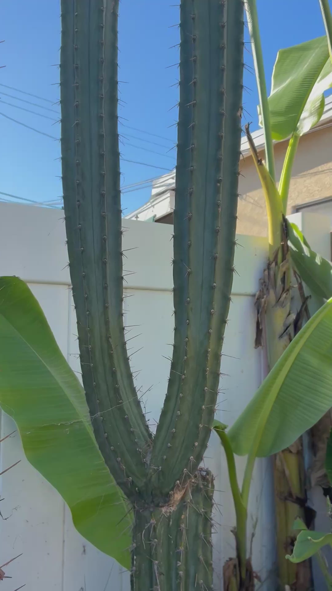 Trichocereus Peruvianus Cv “Armensis”